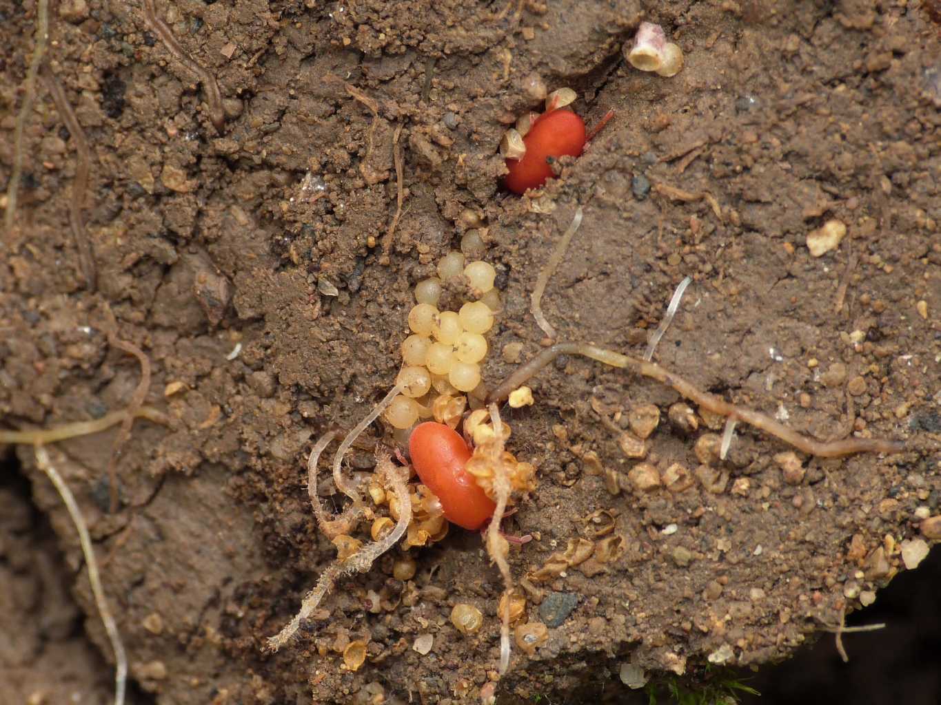 Acari saccheggiatori di uova (di opilione?)